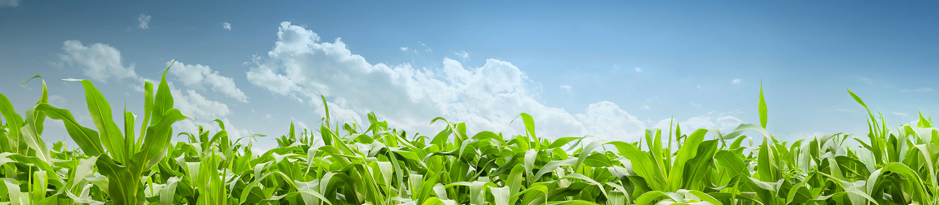 Cover image for the page