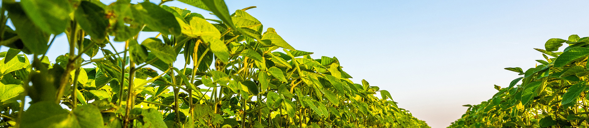 Cover image for the page