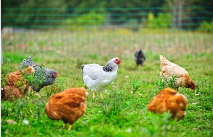 Free-range Chickens