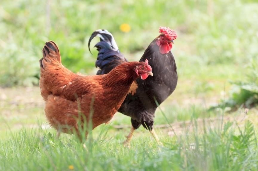Free Range Chickens