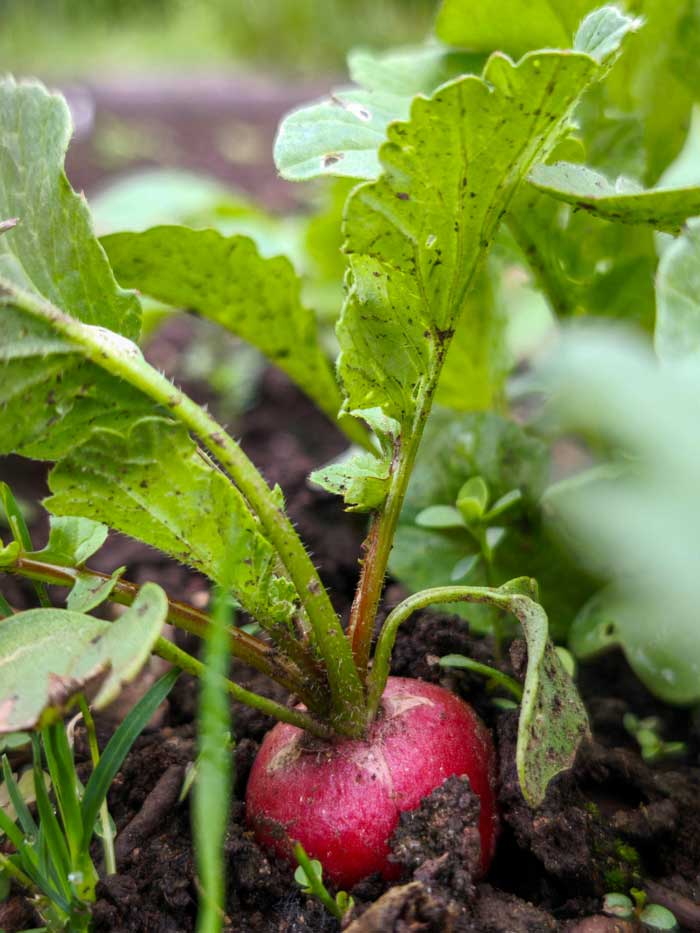 Organic Radish
